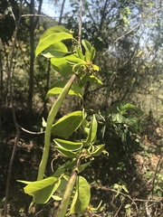 Fridericia