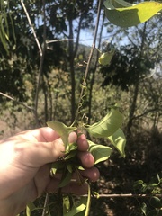 Fridericia