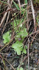 Pinguicula