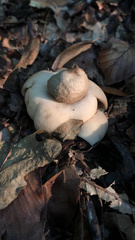 Geastrum