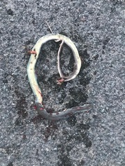 Coluber constrictor mormon