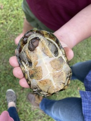 Sternotherus peltifer