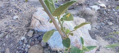 Horsfordia newberryi