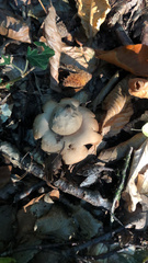 Geastrum