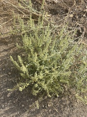 Ambrosia acanthicarpa