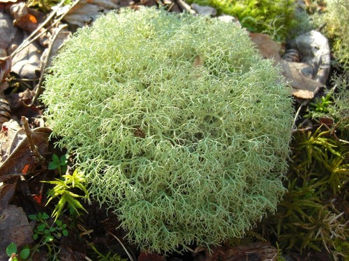 Dixie Reindeer Lichen