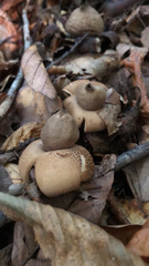 Geastrum