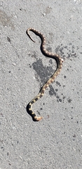 Pituophis deppei