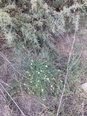 Chloracantha spinosa