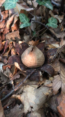 Geastrum