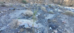Horsfordia newberryi