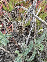 Astragalus pycnostachyus pycnostachyus