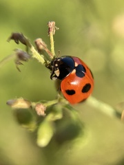 Coccinella septempunctata