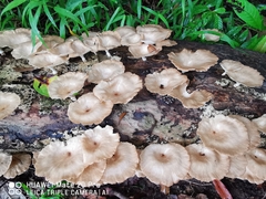 Lentinus sajor-caju