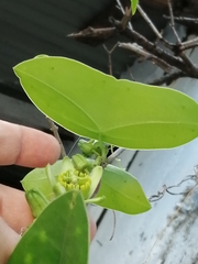 Passiflora sexocellata