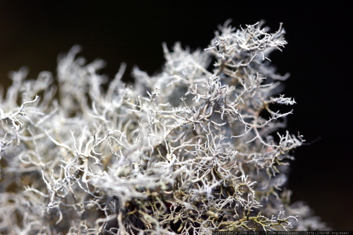 Dixie Reindeer Lichen