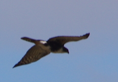 Accipiter melanoleucus