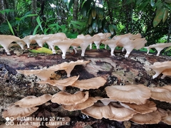 Lentinus sajor-caju