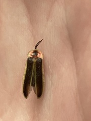 Photinus pyralis