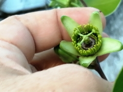 Passiflora sexocellata