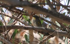 Setophaga coronata auduboni