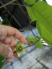 Passiflora sexocellata