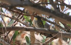 Setophaga coronata auduboni