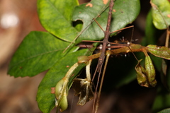 Pachymorpha