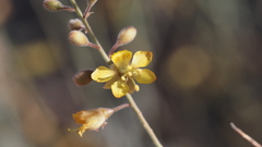 Hoffmannseggia microphylla