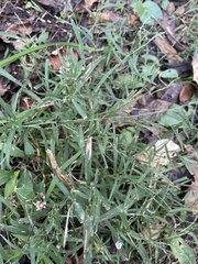 Muhlenbergia schreberi