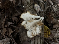 Pleurotus ostreatus