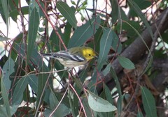 Setophaga occidentalis