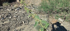 Horsfordia newberryi