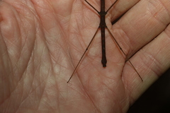 Pachymorpha
