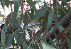 Setophaga occidentalis