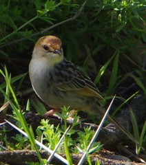 Cisticola tinniens