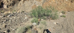 Horsfordia newberryi