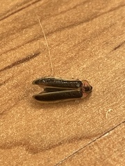 Photinus pyralis