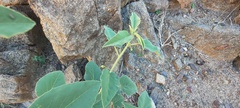 Horsfordia newberryi