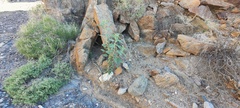 Horsfordia newberryi