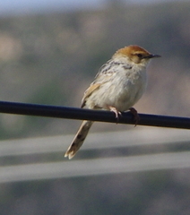 Cisticola tinniens
