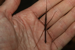 Pachymorpha