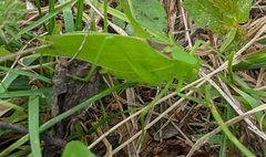 Amblycorypha
