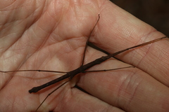 Pachymorpha