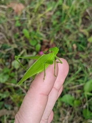 Amblycorypha