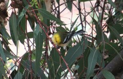 Setophaga occidentalis