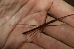 Pachymorpha