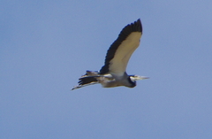 Ardea melanocephala