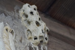 Sceliphron caementarium