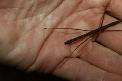 Pachymorpha